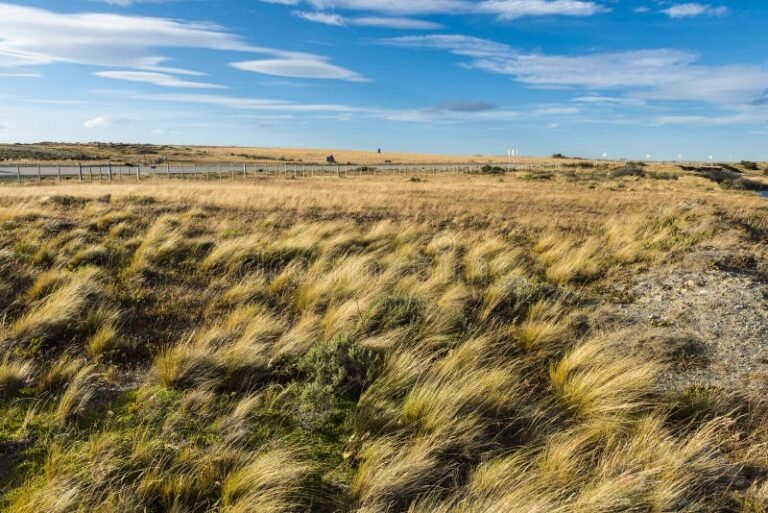 paisaje de transicion entre pampa y bosque chileno