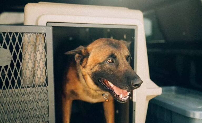 perro en canil seguro para viaje
