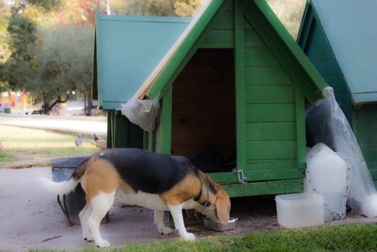 Cuánto Cuesta Hospedar a Un Perro en Residencias Caninas en Chile 6 Cuánto Cuesta Hospedar a Un Perro en Residencias Caninas en Chile