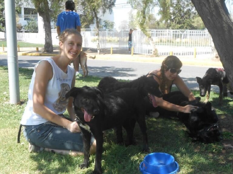 Qué Es la Tenencia Responsable de Mascotas y Cómo Aplicarla en Chile 25 persona cuidando perro en parque chileno